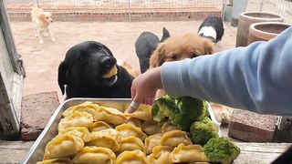 funny dog 9