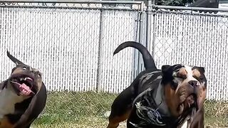 Dogs gone wilds