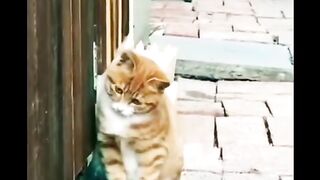 Kucing vs ayam jago