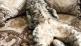 Funny animals ☺️ 4