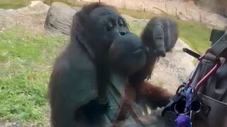 Super video!!!  Incredibly smart orangutan asks a visitor to share gummy snacks