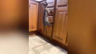 Amusing pet animals 2