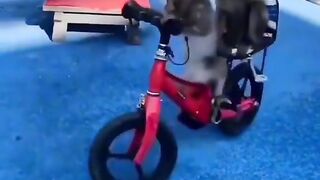Monkey business