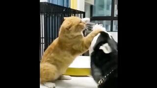 amusing pet animals 3... ( ' ' )