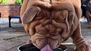 Biggest dog ever