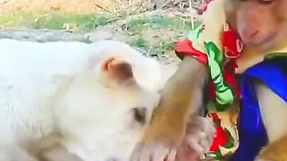 Chef monkey 2