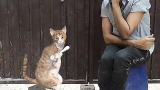 Dancing cat 2