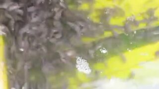 Sampai umur berapa hari LARVA LELE diberi makan CACING SUTERA
