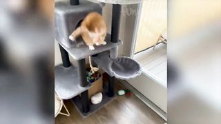 Funny Animal Videos 2023 ???? - Funniest Dogs and Cats Videos 4
