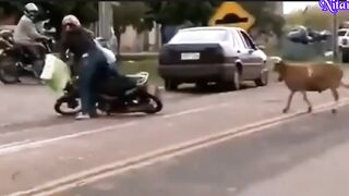 TRY NOT TO LAUGHING I Best Funny Videos Compilation 2023 # 494