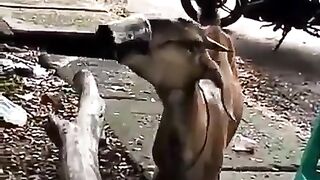 Cute goat 2