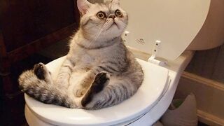 TRY NOT TO LAUGH Best Funny Videos Compilation 3