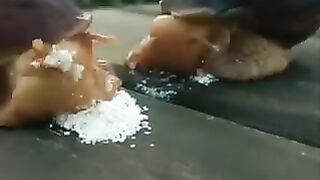 Most dangerous animals!????
