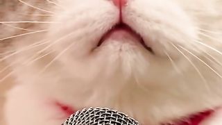Kucing lucu 11