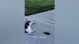 Animaux les plus drôles 2023 ???? Nouveaux chats et chiens drôles ???????? Partie 24