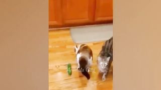 Vous riez, vous perdez ???? Les chats et les chiens les plus drôles ???????? Partie 9