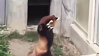 A red panda surprised by a rock