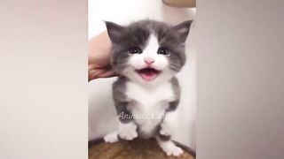 Vous riez, vous perdez ???? Les chats et les chiens les plus drôles ???????? Partie 10