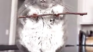 Chinchilla with branch cane