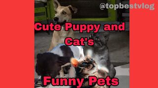 cute puppy and pet