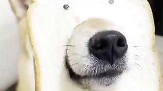 A Shiba Inu being played with by its owner