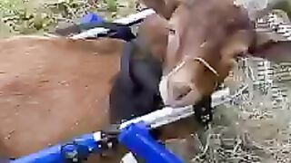 Cow1223