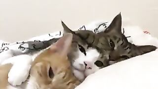 Three cat brothers out of the blanket