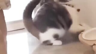 funniest animals 2023 ???? cats and dogs ????????funny animal videos #1