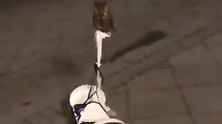 Owl riding a Segway