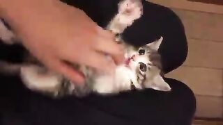 Cute kitty!