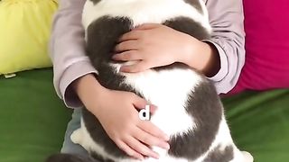 funy cat 3