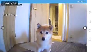 Dogs that have noticed the camera