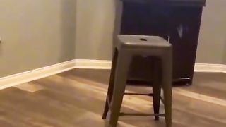 Dogs and cats 2