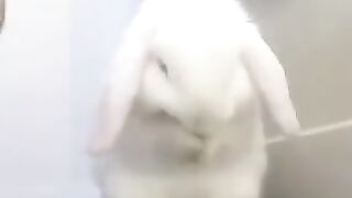 Rabbits that wash your face