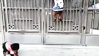 Dogs that go outside without permission