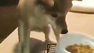 Dogs that can't stand food.
