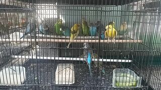 Melodious birdsong