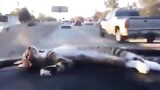 A cat relaxing proudly in front of a car steering wheel