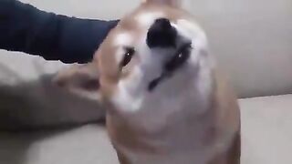 A dog with an expression on its face when its head is stroked.