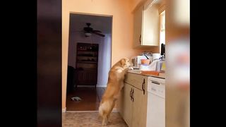 Funny animals 79