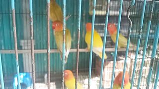 Beautiful bird