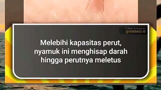 Fakta nyamuk