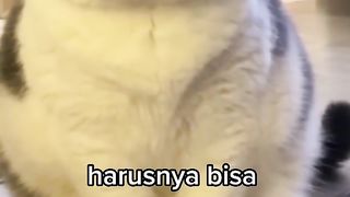 cute cat 23