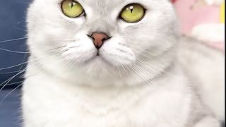 How do you like my new hat_cat