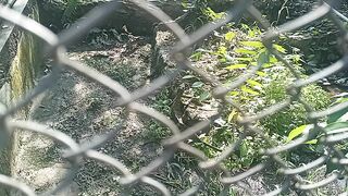 Monitor lizard