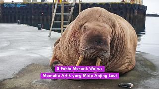 Walrus animal facts