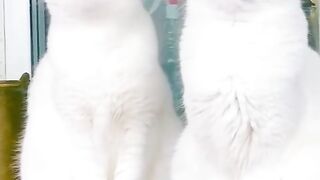 КОТКИ 28
