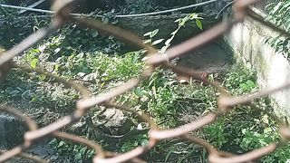 lizard in a cage