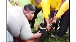 Human vs cow