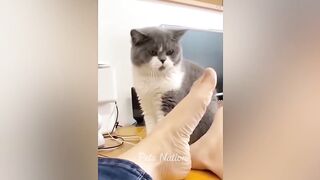 Try Not To Laugh ???? Funniest Cats and Dogs 2023 ????????